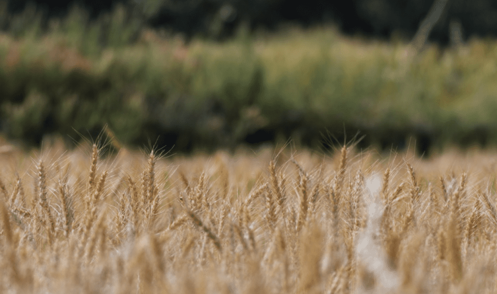 Baisakhi: A Celebration of Harvest and Heritage